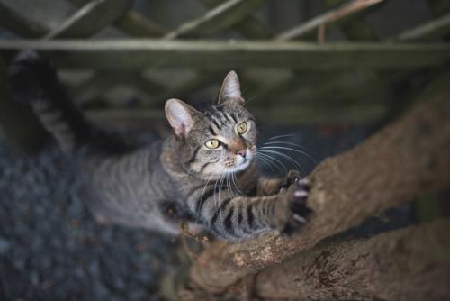 木に登ろうとしている猫