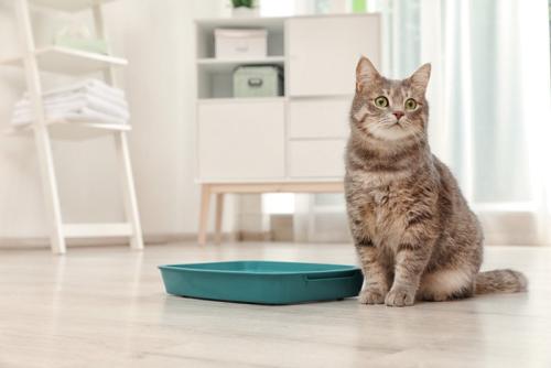 トイレの前の猫