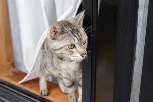 窓の外を見る猫