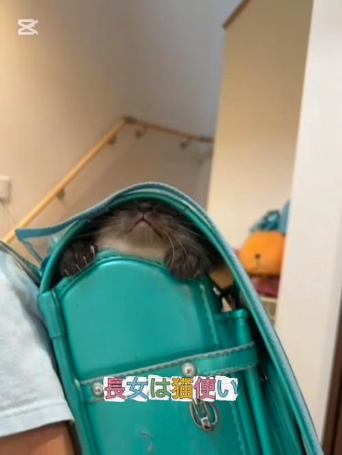 ランドセルに入る子猫