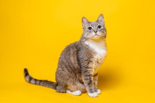 座っている猫