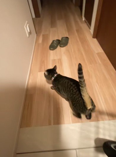踵を返す猫