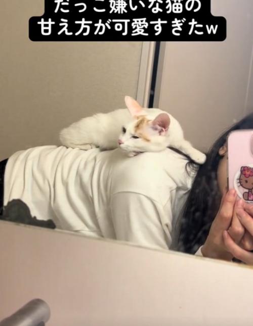 振り向く猫