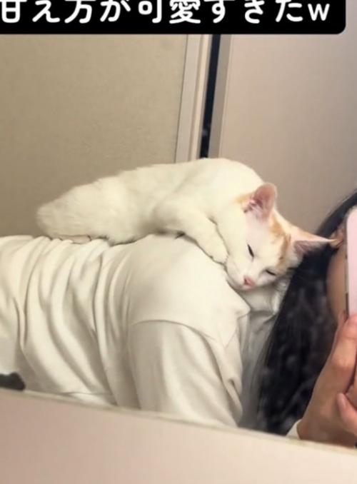 目を瞑る猫