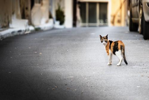 野良猫