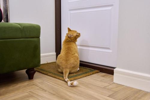 ドアの前に座る猫