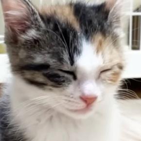 ウトウトと『寝落ちしそうになっていた子猫』→そばに先住猫がやって来ると…尊すぎる瞬間に「優しい世界」「ほっこりした」と癒される人続出