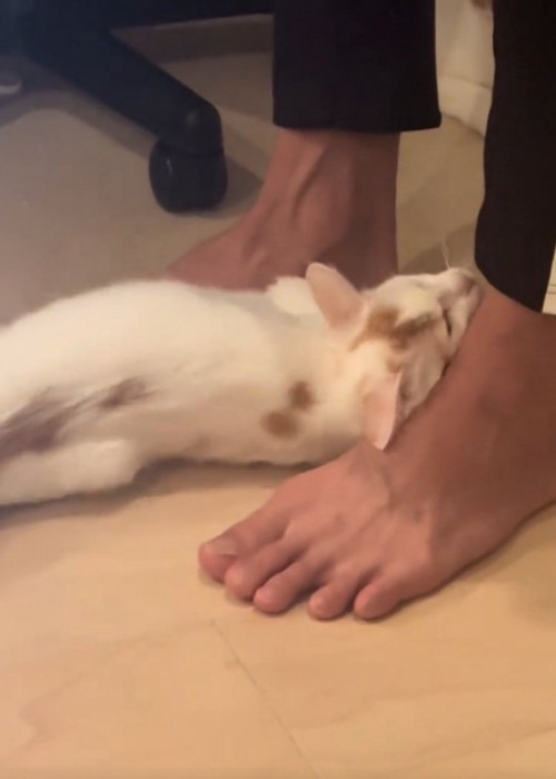 甘える猫
