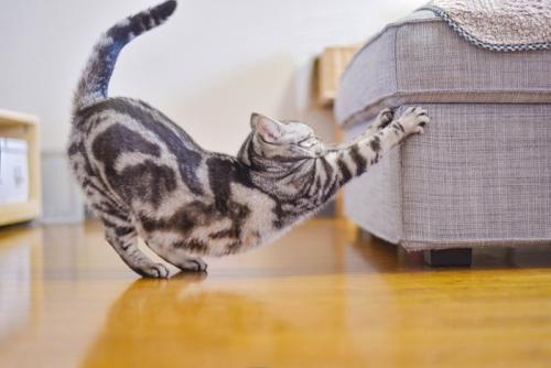 オットマンに前足をかけて伸びをする猫