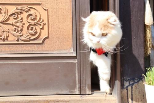 外に出ようとする猫