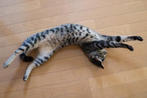 体を捻るように伸ばして床に転がる猫