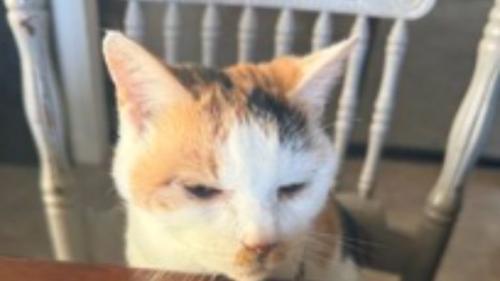 猫の顔