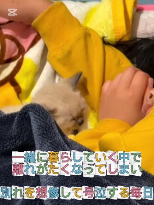 子猫の寝顔