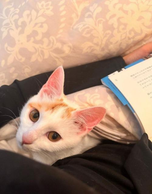 見つめる猫