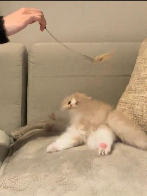 猫じゃらしで遊んでいる子猫