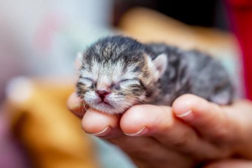 手の乗る赤ちゃん猫