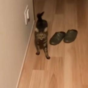 帰宅すると、お出迎えしてくれた『猫』→名前を呼んだら……驚くべき『鳴き声』が69万再生「何万回でも聞けるｗ」「想像以上でむせたｗ」