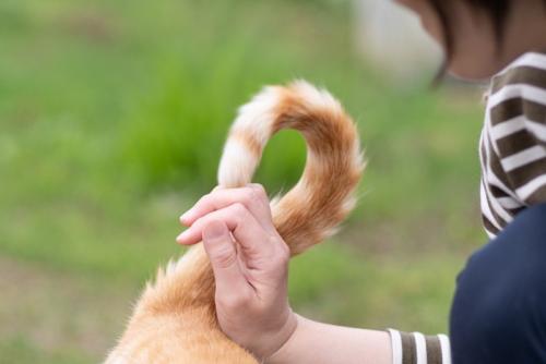 猫の尻尾