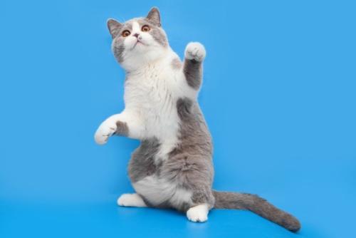 後ろ足で立つ猫