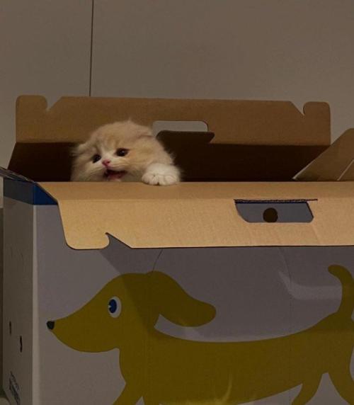 箱の中から顔を出している子猫