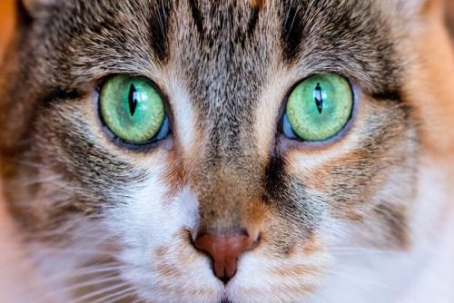猫の目元アップ