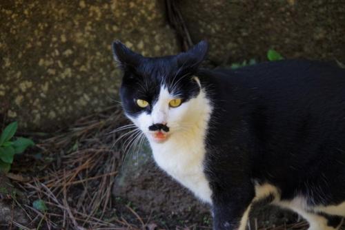 泥棒ヒゲ猫