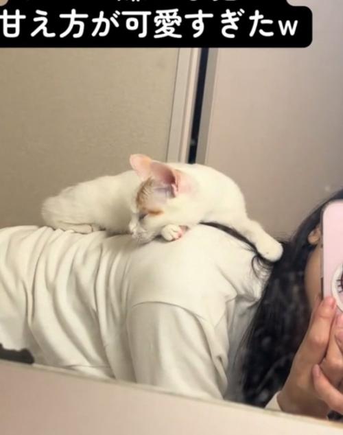 幸せそうな猫