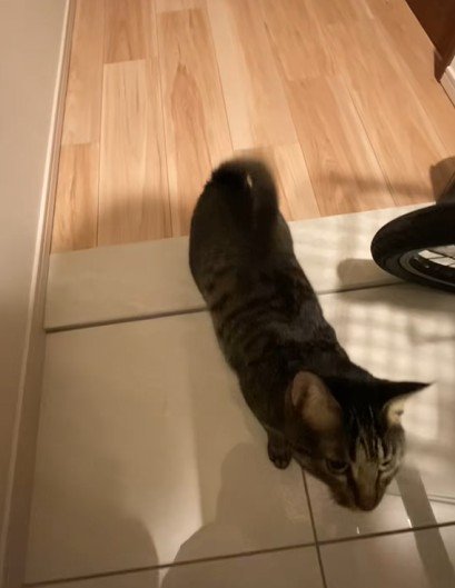 近づいてくる猫