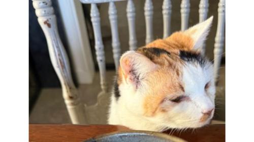 猫の顔