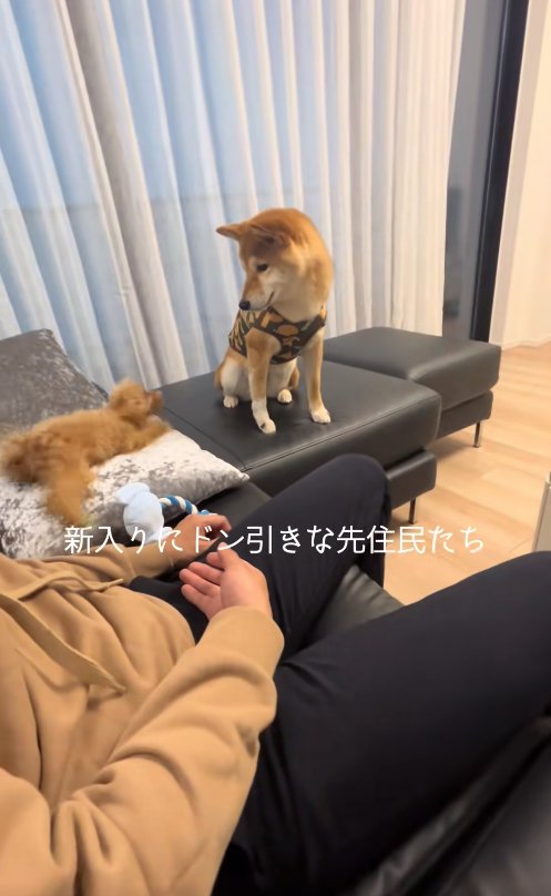 クッションの上に立っているトイプーを見つめる柴犬