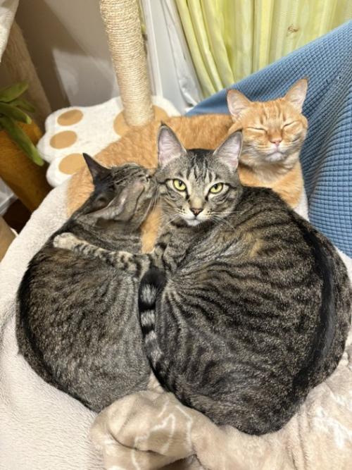 3匹の猫が寄り添っている様子