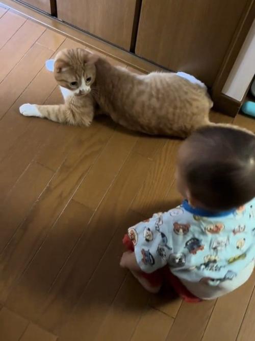 振り向く猫