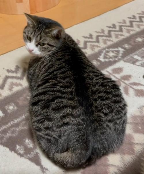 振り向く猫