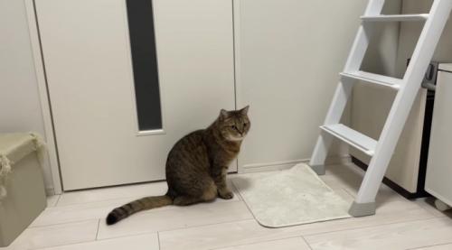部屋のはじに逃げたみにらくん