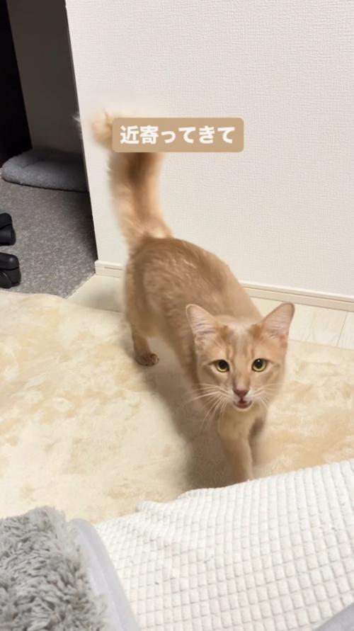 鳴きながら飼い主に近づく猫