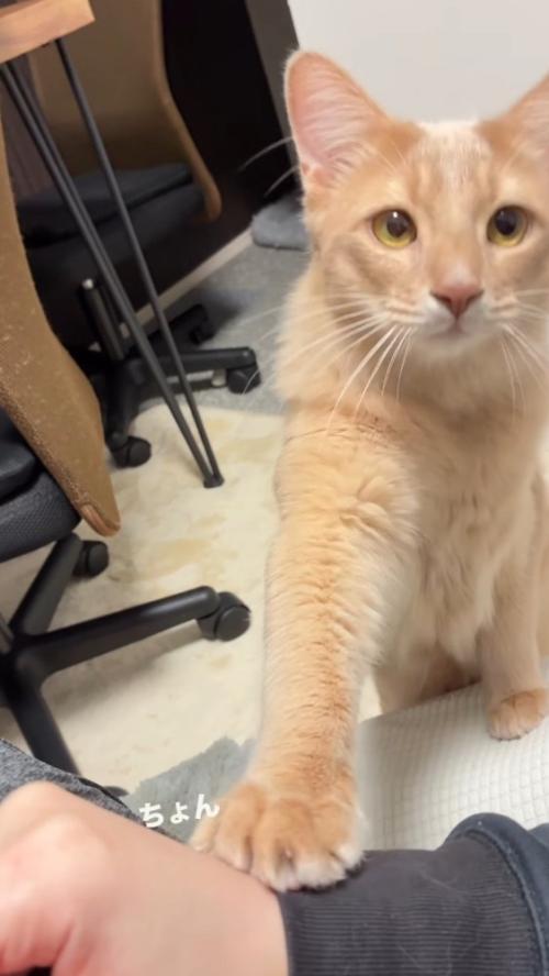 飼い主の顔を見つめながら前足を伸ばす猫