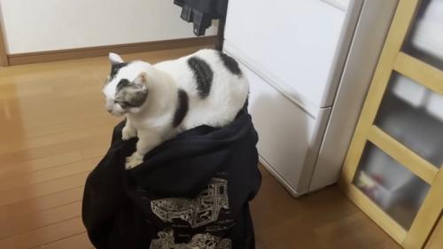頭の上でフミフミ