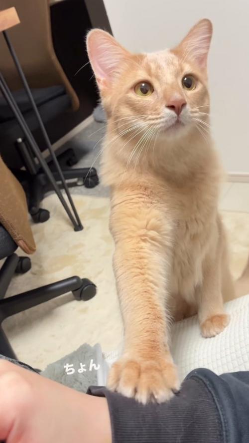 前足で飼い主の腕をタッチする猫