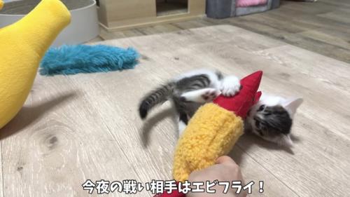 エビと戦っている写真