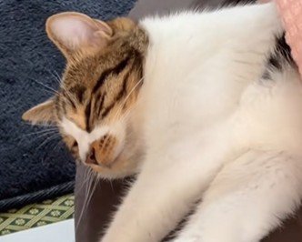 眠っている猫
