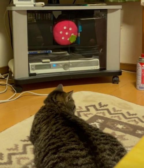 横を向く猫