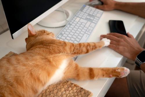 パソコンを使う人の手元で甘える茶トラ猫