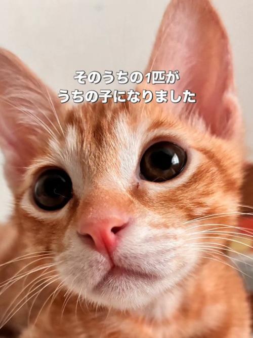 茶トラ猫の顔
