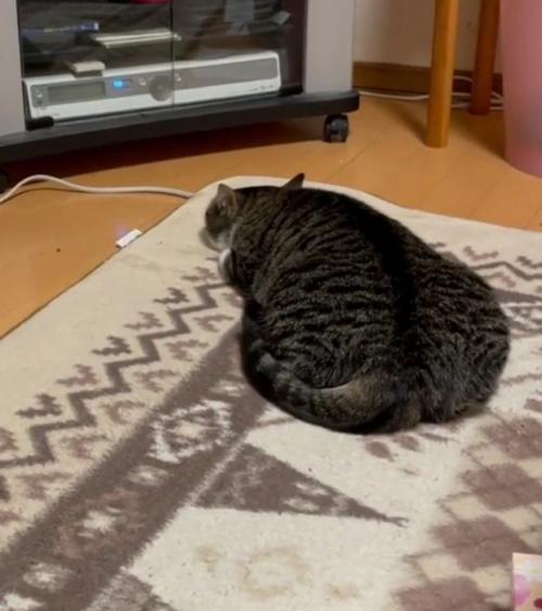 くつろぐ猫