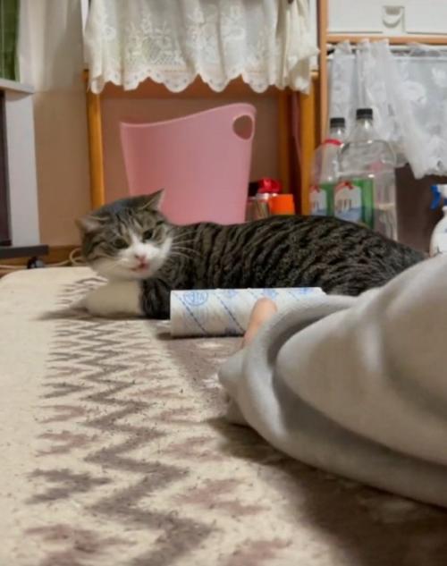 怒る猫