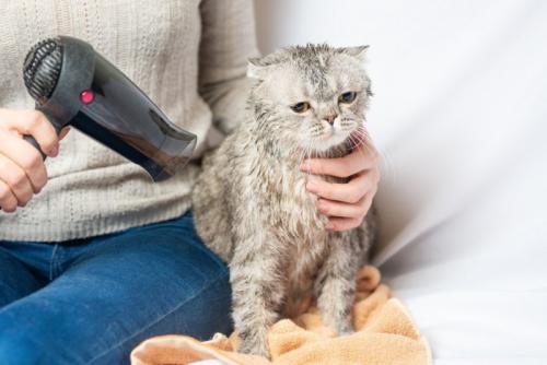 ドライヤーをあてられている猫