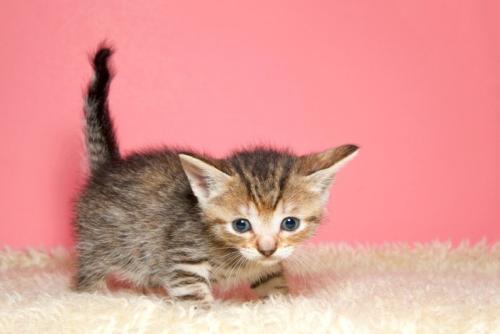 ガチャガチャなカギしっぽの子猫