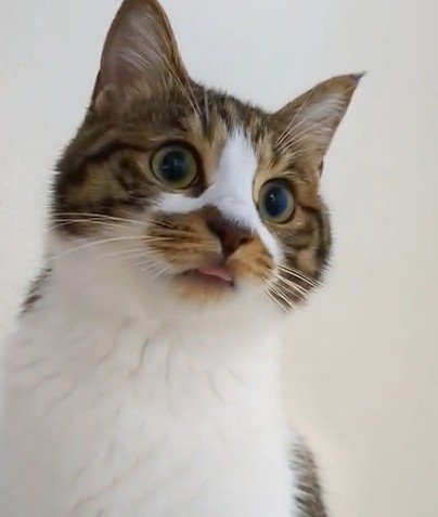 目が大きい猫
