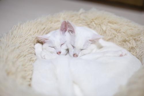 幸せそうに眠る2匹の白猫