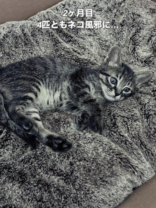 横になる子猫